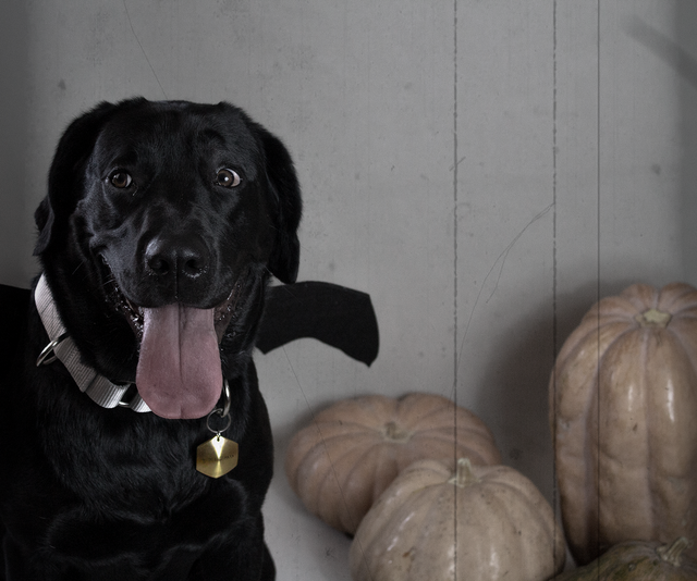 Perro negro con collar y placa EPIC pets con fondo de calabazas de Halloween