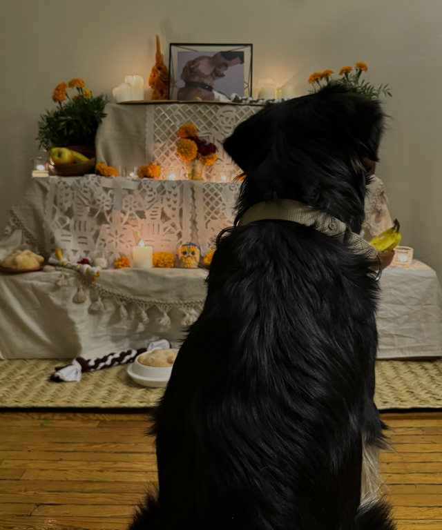 Perro pastor contemplando una ofrenda para mascotas