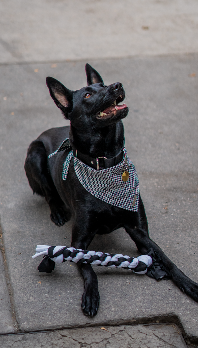 Perro negro con collar martingale y juguete para morder