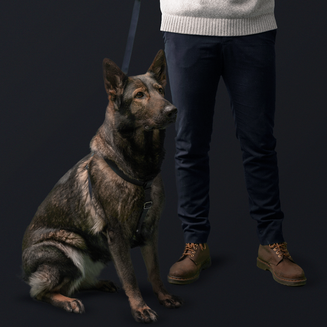 perro pastor alemán con collar y arnés EPIC look azul marino