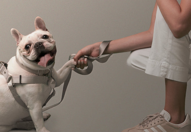 bulldog lleva un collar, arnés y correa para perros