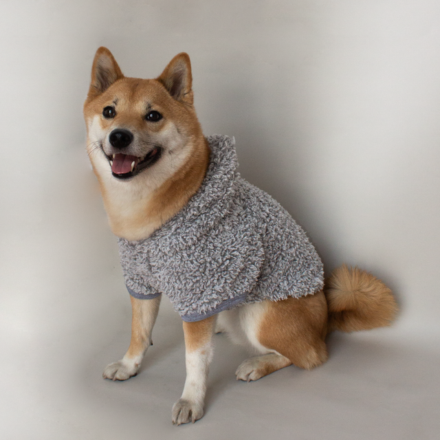 perro llevando suéter